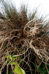 Vegetation in the suburbs of a city