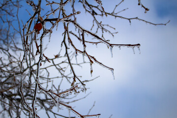 branches against sky