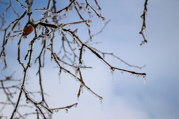 branches of the tree