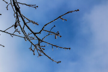 branches against blue sky