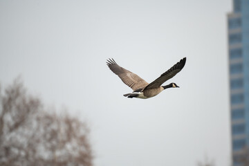 Goose flying on a cloudy day
