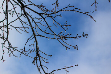 branches against blue sky