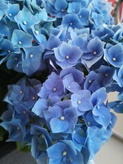 Blaue Hortensie