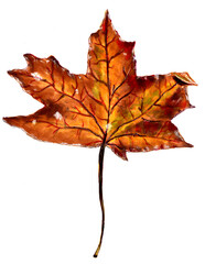 Hand drawn markers botany sketch