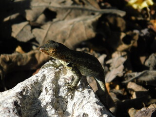 Lizard on the Rock