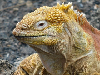 Close Up of Iguana
