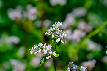 Flower of Buckwheat, Fagopyrum esculentum, Bavaria, in early summer, Germany, Europe