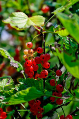 Red fruits of the Redcurrant, red currant, garnet berry . Ribes rubrum - in summer