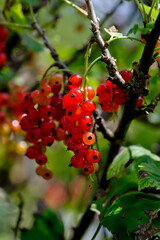 Obraz premium Red fruits of the Redcurrant, red currant, garnet berry . Ribes rubrum - in summer