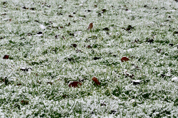 Background of grass and dry leaves in snow, England