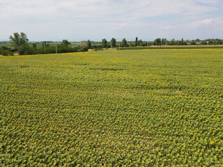 Aerial view of landscape sunflower field, Bulgaria