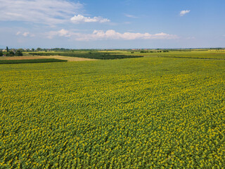 Fototapeta na wymiar Aerial view of landscape sunflower field, Bulgaria