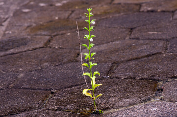 A small plant growing on the cement ground. Nature background.