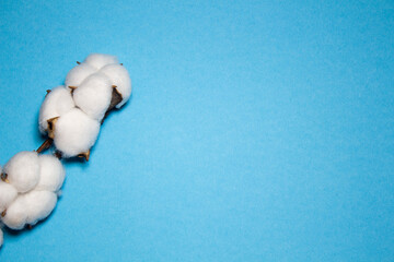 mockup for text on blue background with cotton branch