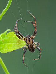 P1010105 orbweaver spider (male) on web Boundary Bay saltmarshb cECP 2020