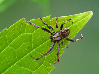 P1010115 pretty male orbweaver spider on green leaf Boundary Bay saltmarsh cECP 2020