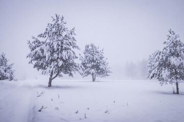 snowy trees at winter forest in foggy day 