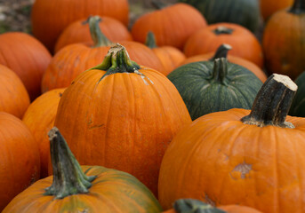 pumpkins and gourds
