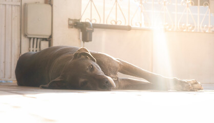 Bonito cão dogue alemão cinza deitado no chão ao pôr do sol - obrazy, fototapety, plakaty