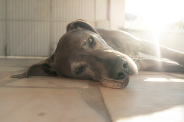 Bonito cão dogue alemão cinza deitado no chão ao pôr do sol