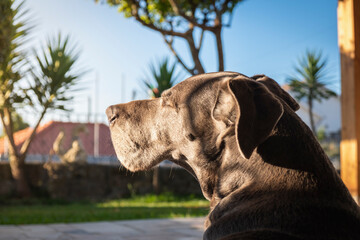 Perfil de bonito cachorro cinza olhando para o horizonte