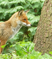 Naklejka na ściany i meble Red fox in the woods - close profile photo
