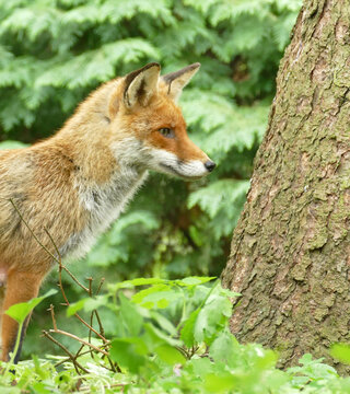 Red fox in the woods - close profile photo