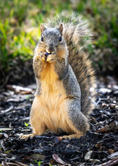 This is my acorn and you cannot have it!