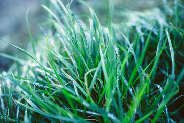 green grass with dew drops