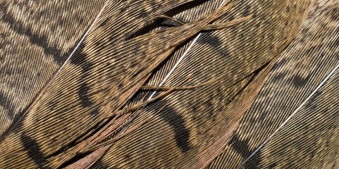 brown pheasant feathers with dark stripes. background