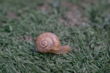 a snail on the grass
