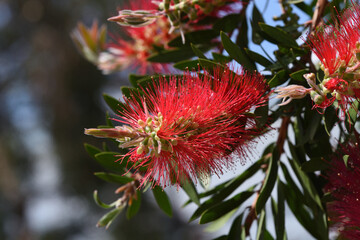blooming bottlrbrush (callistemon acuminatus)