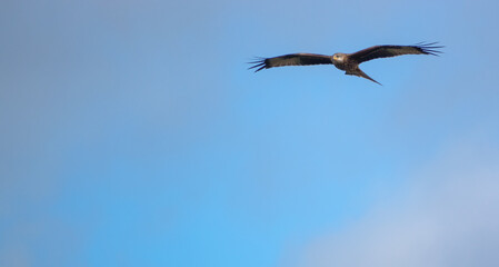 english red kite bird of prey on the wing looking for food 
