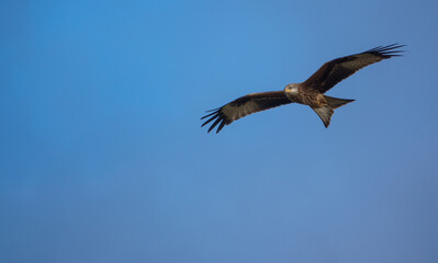 english red kite bird of prey on the wing looking for food 