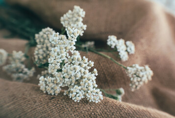 Wildflowers of yarrow on the background of old burlap