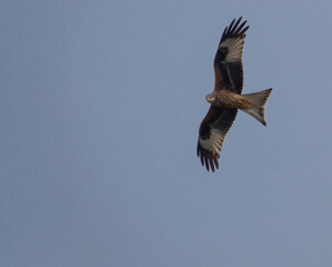 english red kite bird of prey on the wing looking for food 