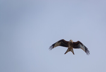 english red kite bird of prey on the wing looking for food 