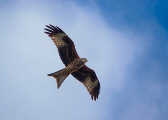 Fototapeta premium english red kite bird of prey on the wing looking for food 