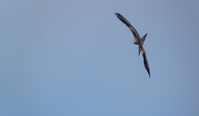 english red kite bird of prey on the wing looking for food 