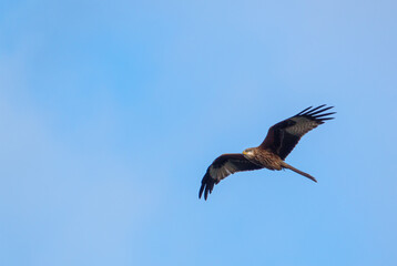 english red kite bird of prey on the wing looking for food 