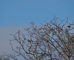 goldfinch lands in a bush to join the flock 