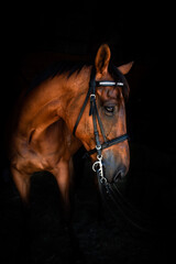 Retired racehorse