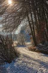 Snowy forest path leading through a sunny winter forest. Sunny day in a winter forest.