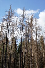 Fototapeta premium Borkenkäfer, Kiefern sterben im Wald, abgestorbene Bäume