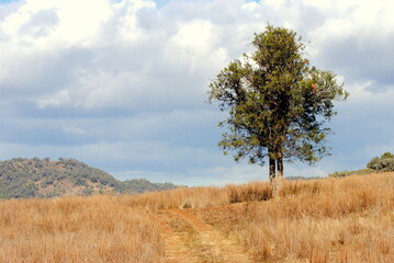 Fototapeta premium Tree on a ridge
