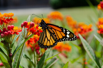 Butterfly  resting on an orange flower. Monarch butterfly feeding on a flower. Close up picture of a milkweed butterfly.
