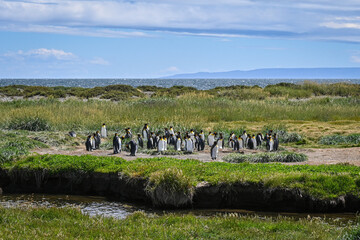 Pingüino Rey Patagonia