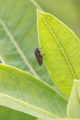striped leafhopper on common milkweed