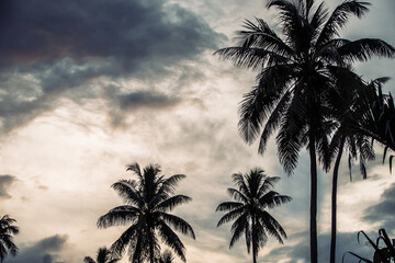 Fototapeta na wymiar Palm tree silhouette