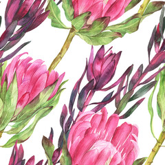 Watercolor seamless pattern with protea, leucadendron on an isolated white background, botanical painting.